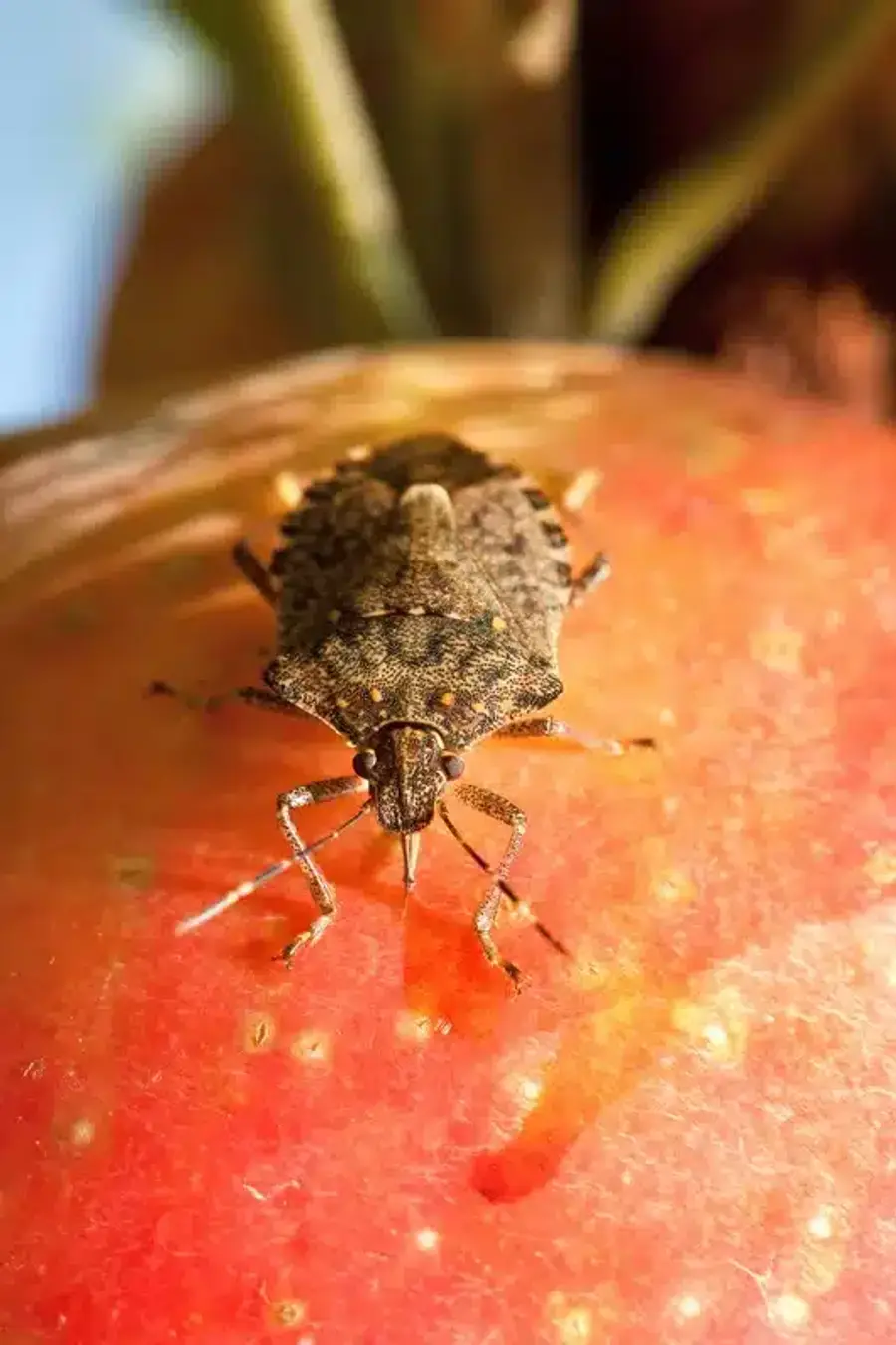 Brown marmorated stink bug on apple