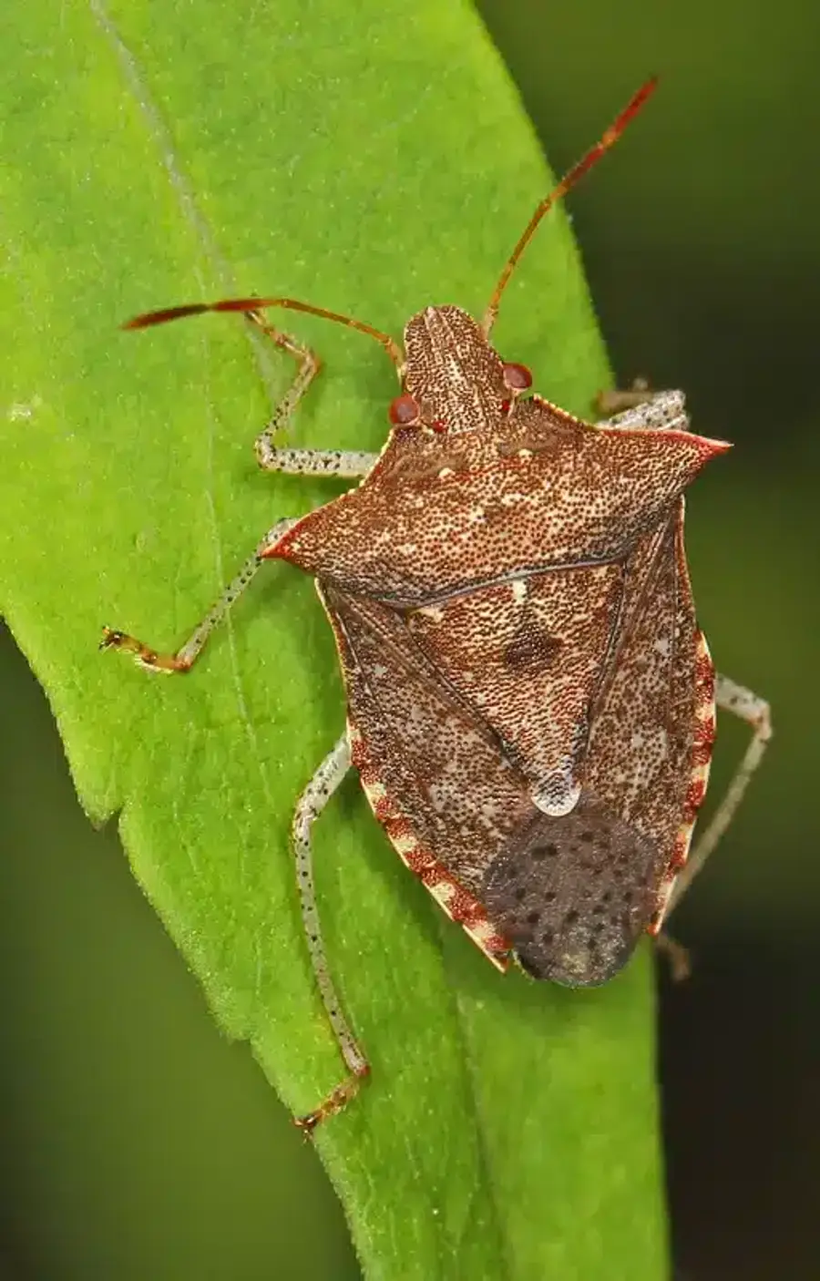 Brown marmorated stink bug on leaf