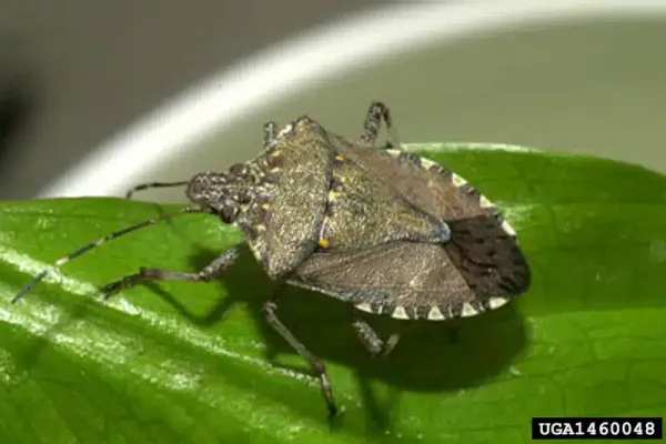 Why Are Stink Bugs Called Stink Bugs? Mystery Solved!