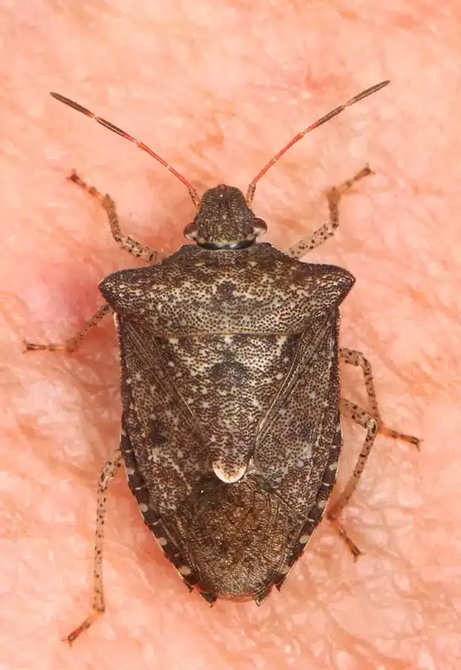 Brown marmorated stink bug on skin