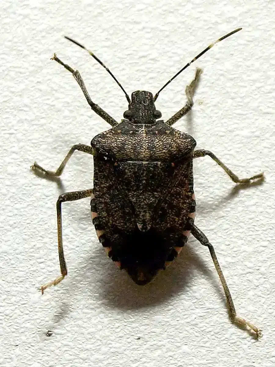 Close-up of a brown marmorated stink bug