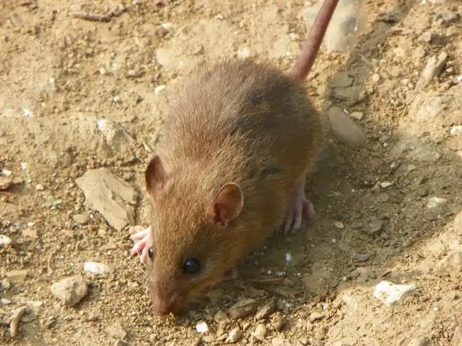 A small brown mouse on dirt