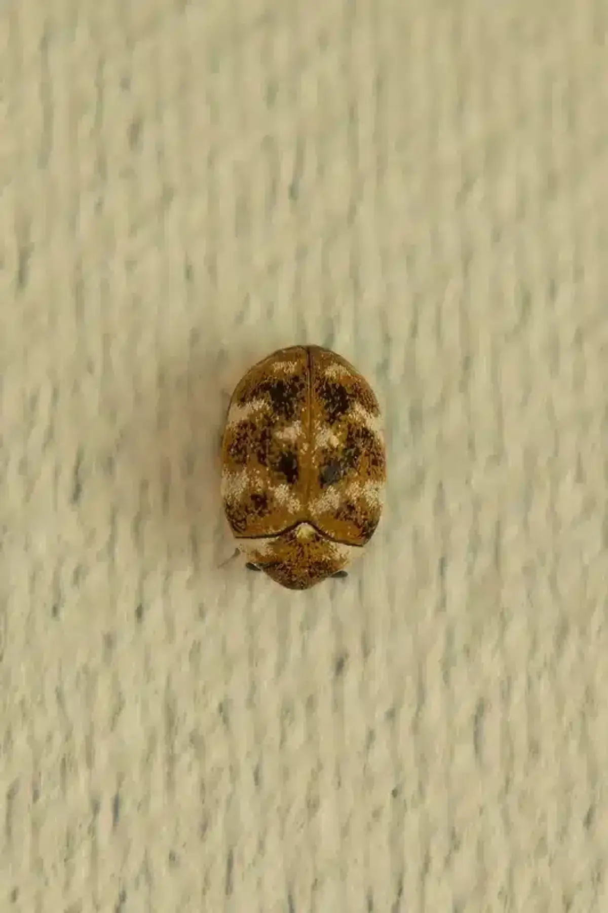 Carpet beetle showing round body and distinctive markings