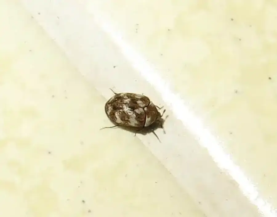 Adult carpet beetle on a white surface