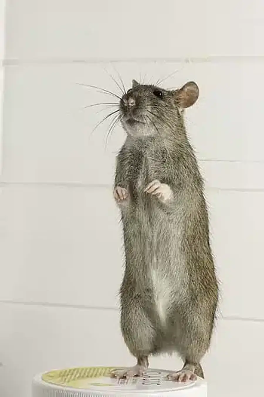 Brown rat standing upright