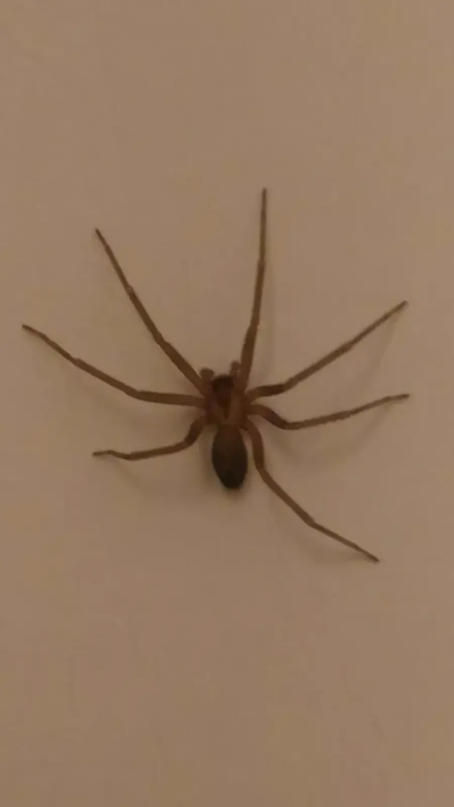 Brown recluse spider with violin-shaped marking on its back
