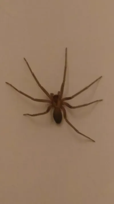 Brown recluse spider showing tan body and long slender legs on light surface