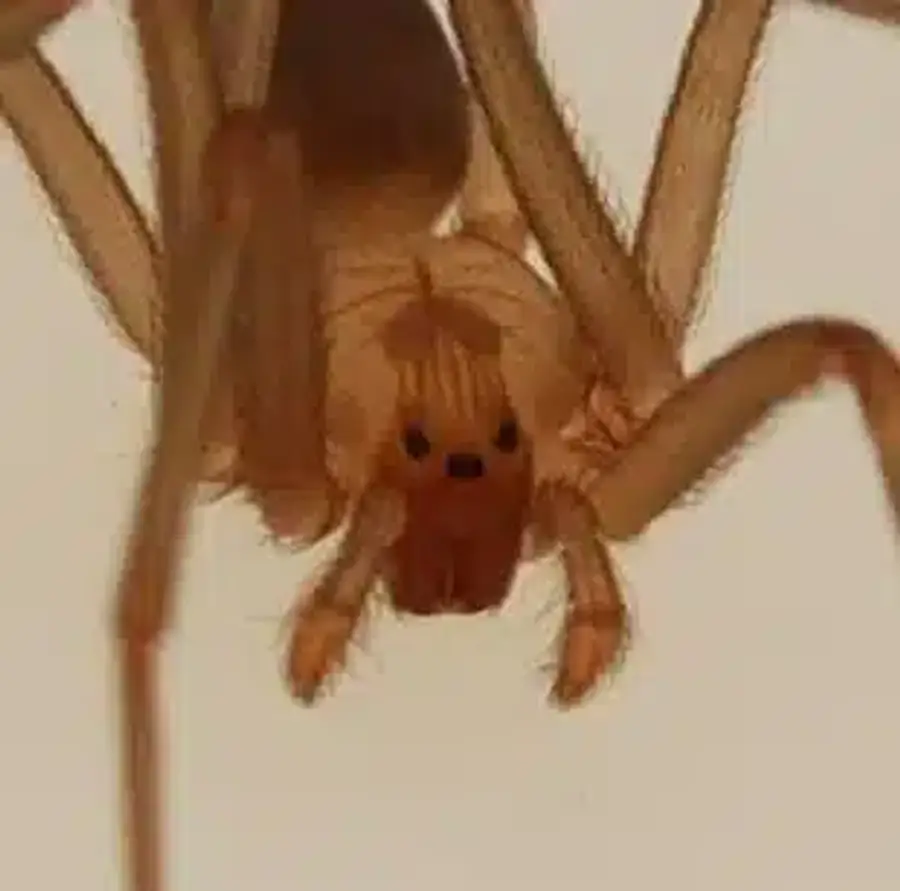 Close-up of a brown recluse spider