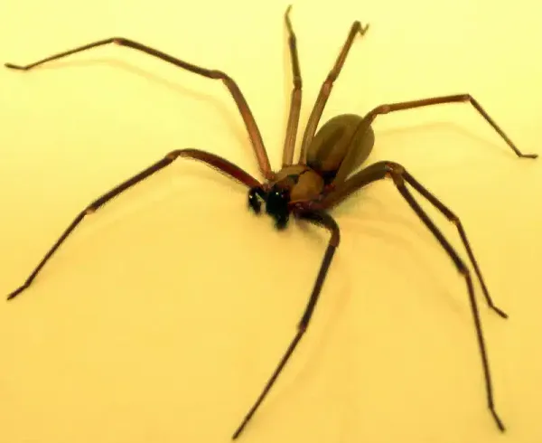 Grass Spider vs Brown Recluse: Key Differences Explained