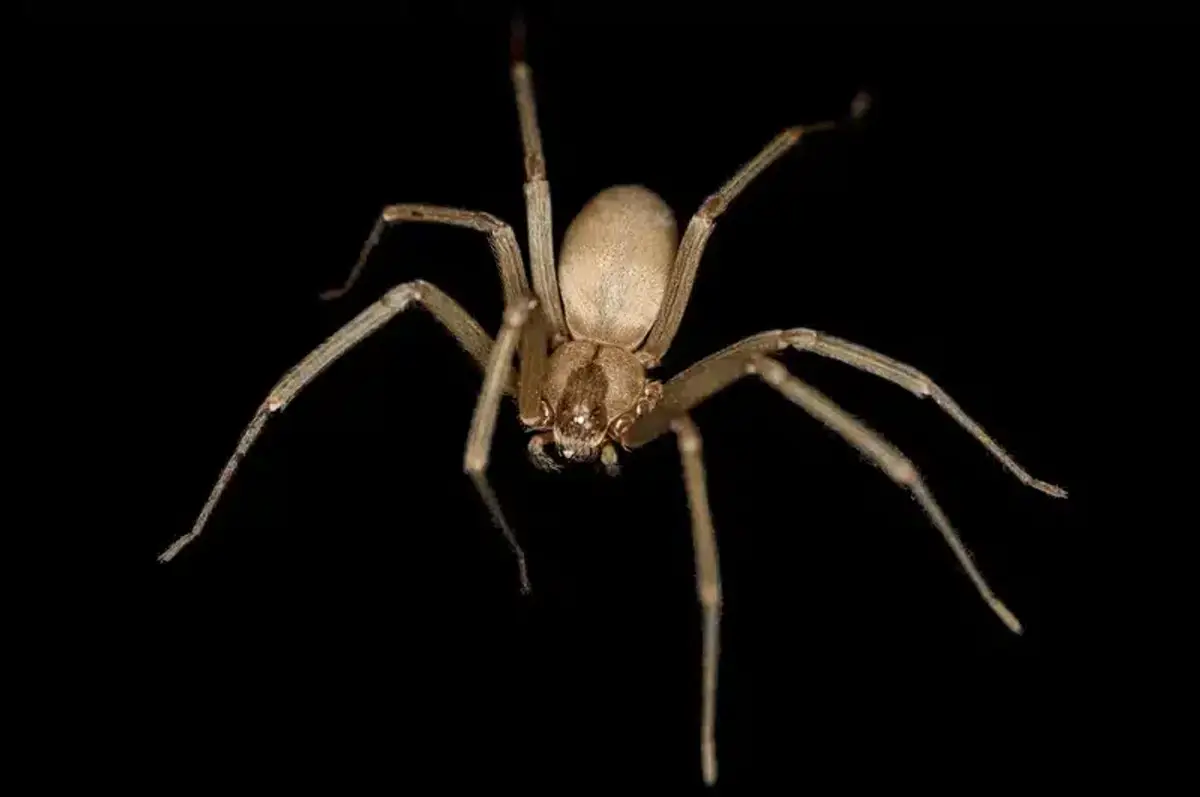 Close-up of a brown recluse spider