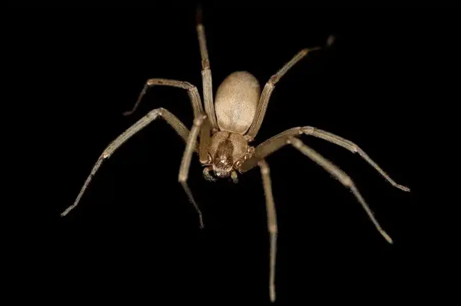 Brown recluse spider on black background