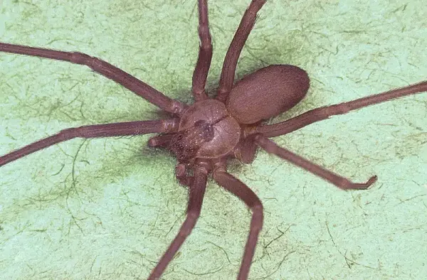 Brown Recluse vs Wolf Spider: ID Guide for VA Homeowners