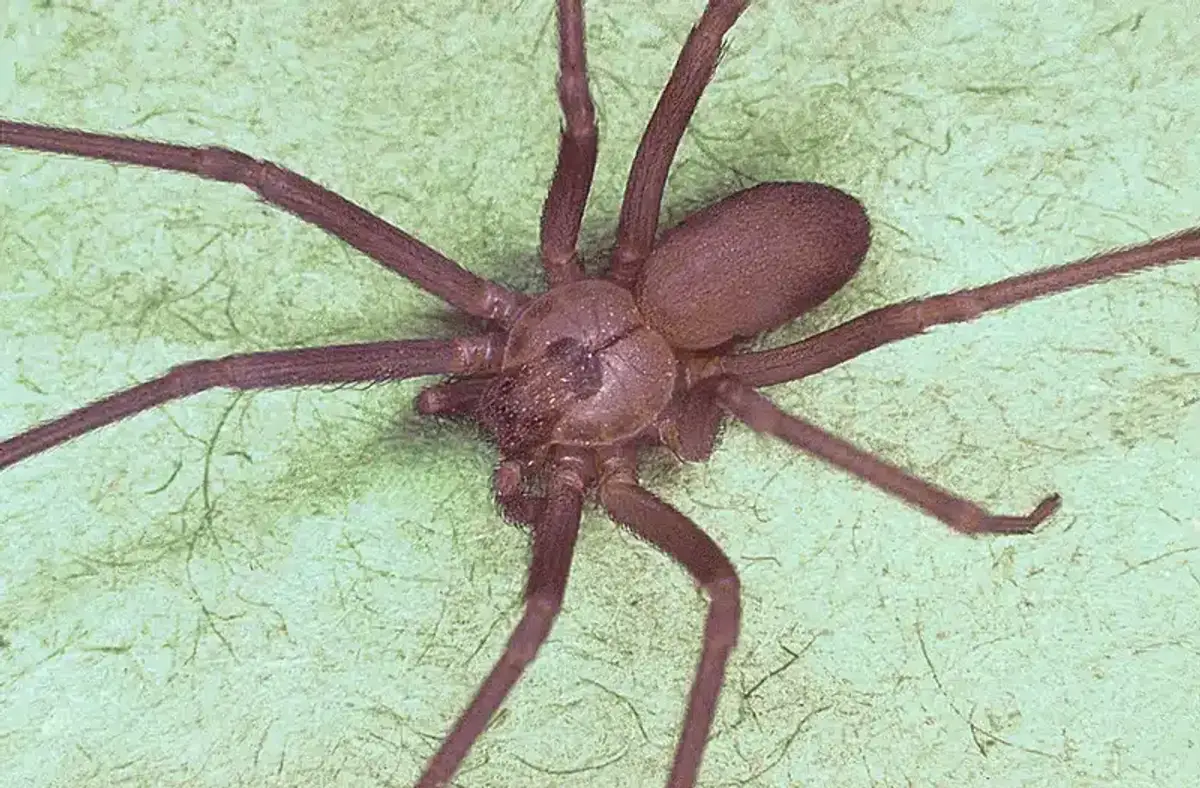 Brown recluse spider on green surface showing its uniform brown coloring and violin marking