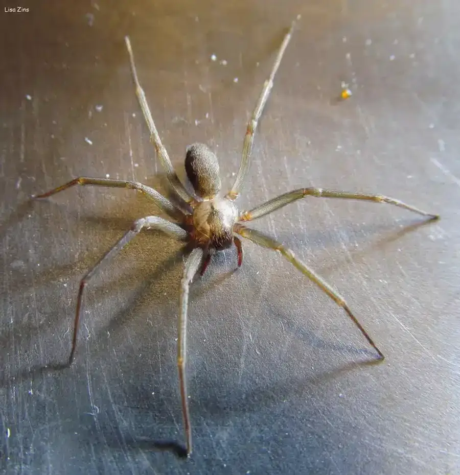 Brown recluse spider on metal surface
