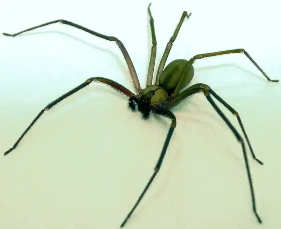 Brown recluse spider on white surface showing body shape