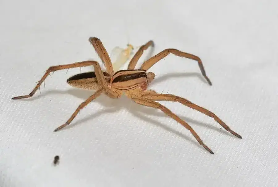 Brown recluse spider on white surface showing uniform brown coloring