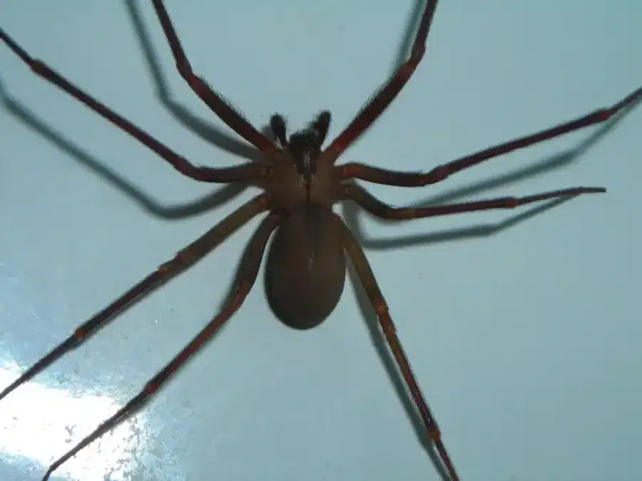 Brown recluse spider seen from above with evenly colored legs and a solid oval abdomen
