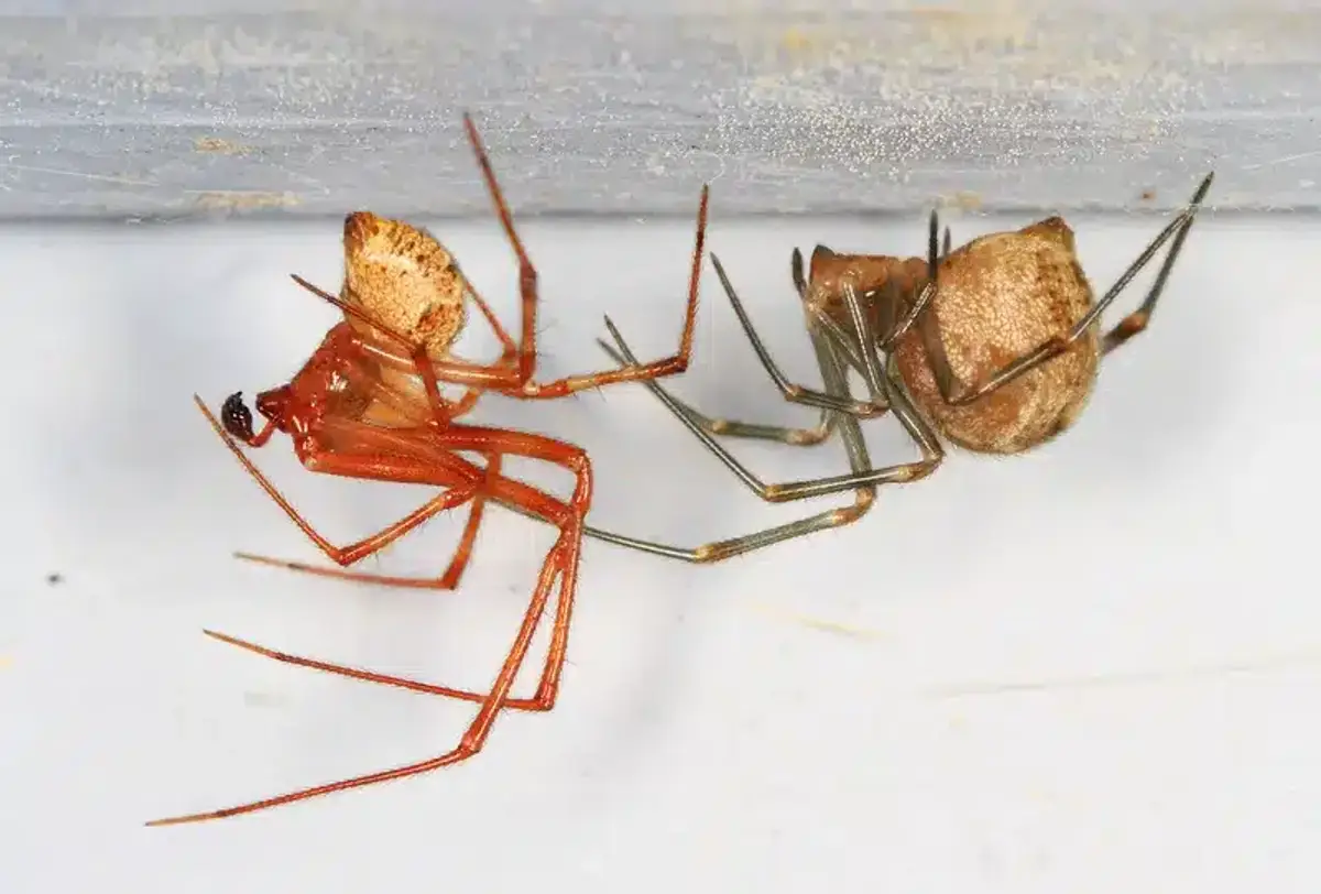 Two brown recluse spiders on surface