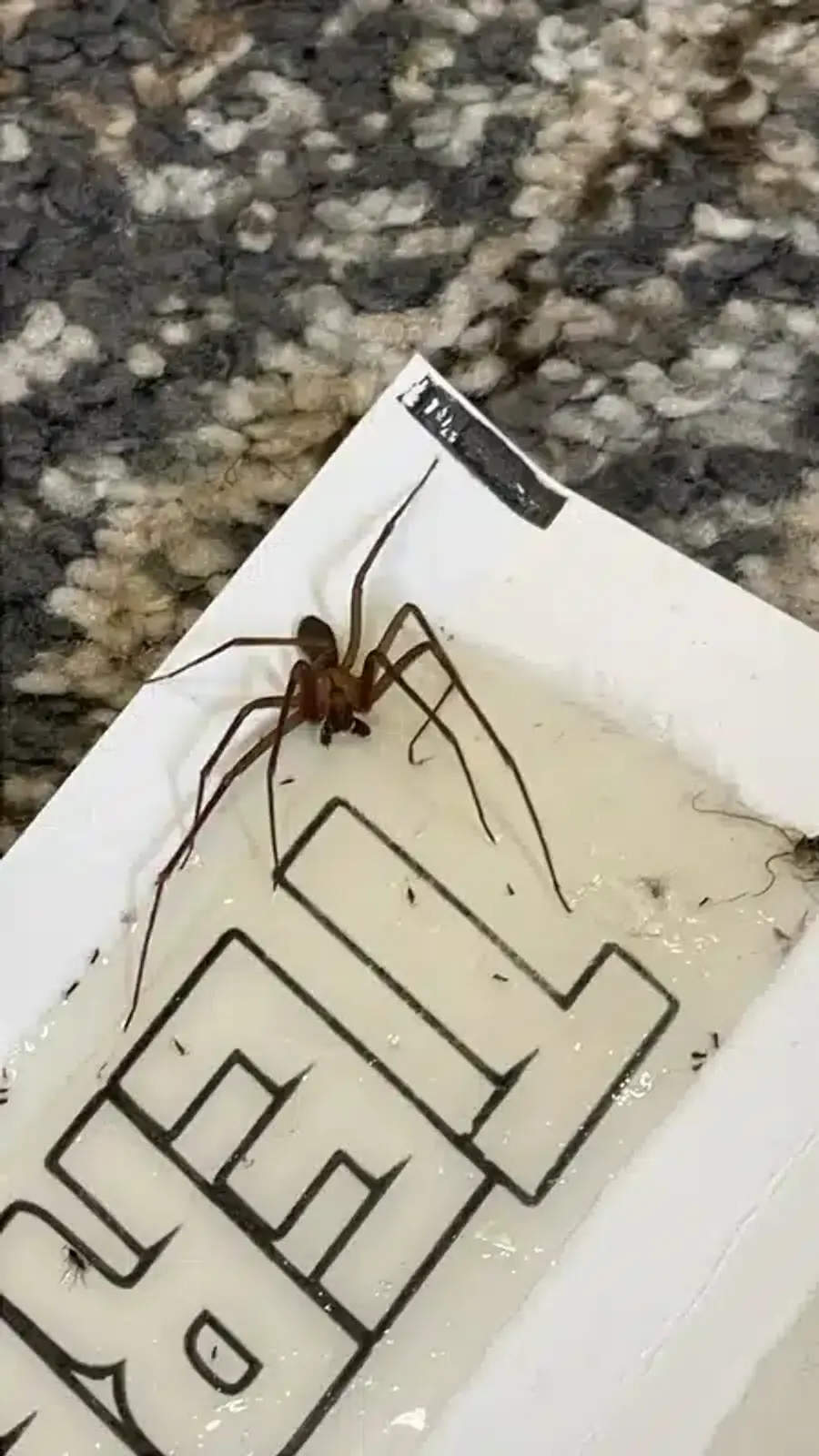 Brown recluse spider caught on sticky trap showing body structure