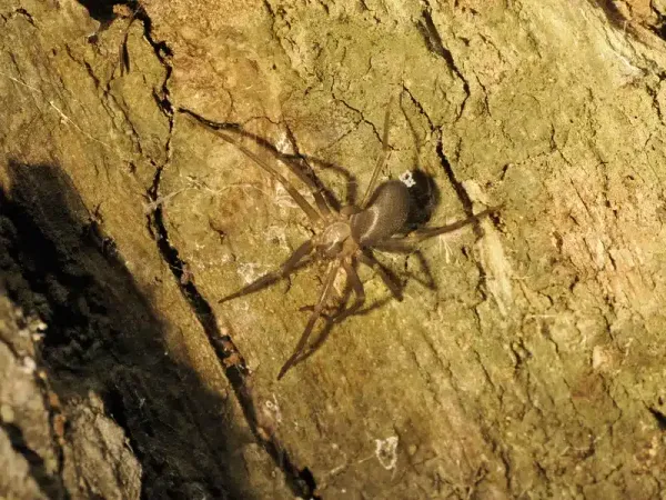 Hobo Spider vs Brown Recluse: Key Differences Explained