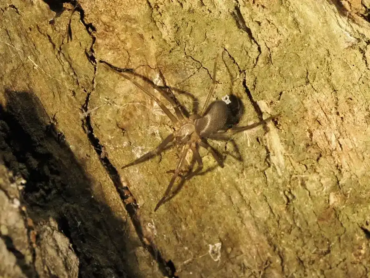 Brown recluse spider showing distinctive violin marking on tree bark