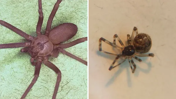 Brown Recluse vs House Spider: How to Tell Them Apart