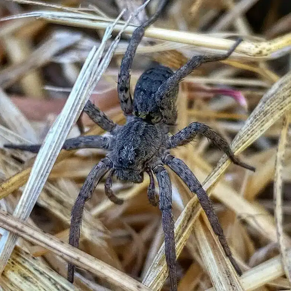 Close-up of a brown spider on grass