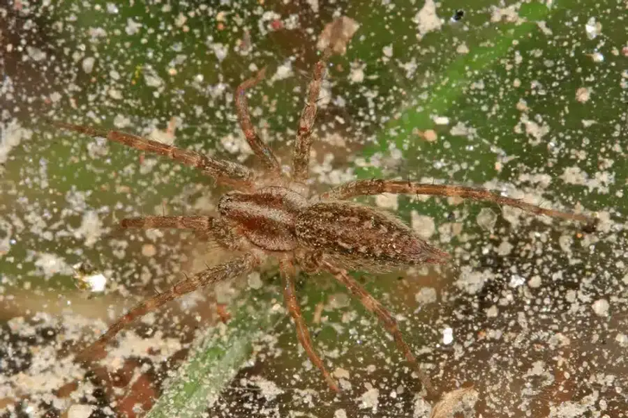 Brown spider on a green leaf