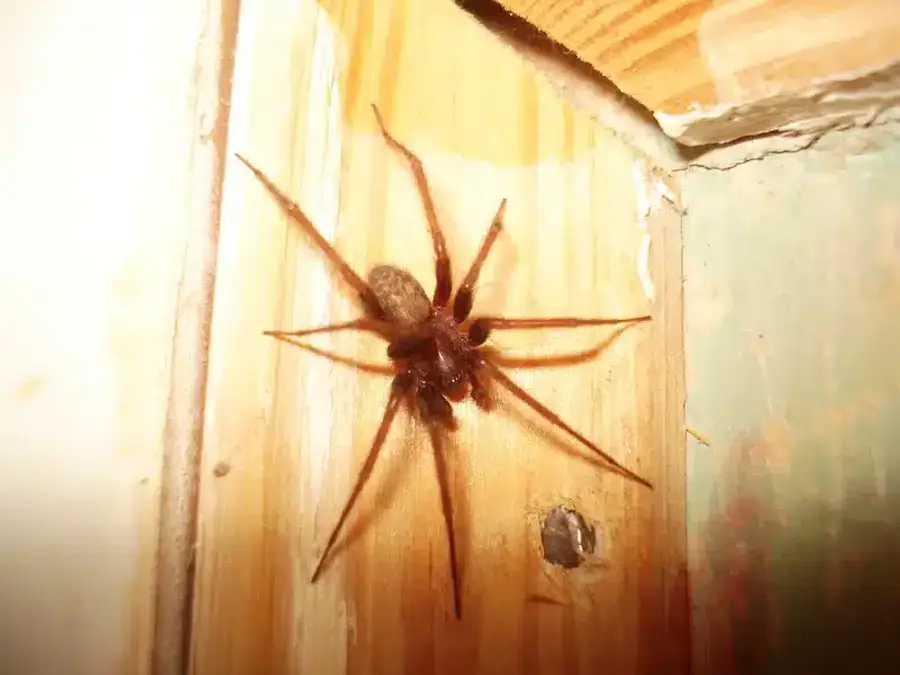 Brown spider on wooden surface