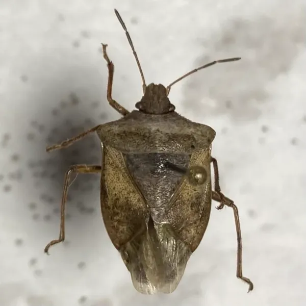 Brown stink bug showing its characteristic shield-shaped body and uniform brown coloring on a light background
