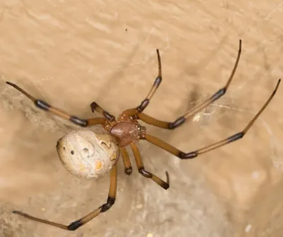 Brown widow spider with tan body and banded legs near its web