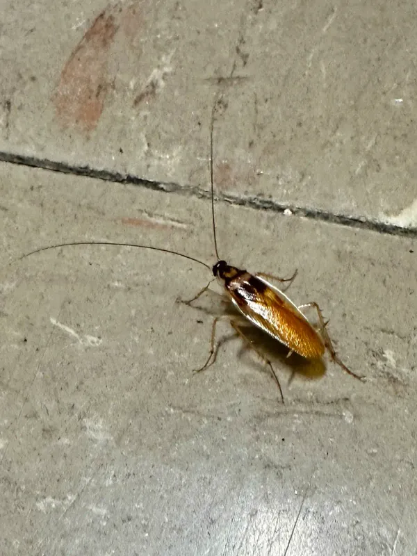 How to Get Rid of Brown Banded Cockroaches: Complete Guide