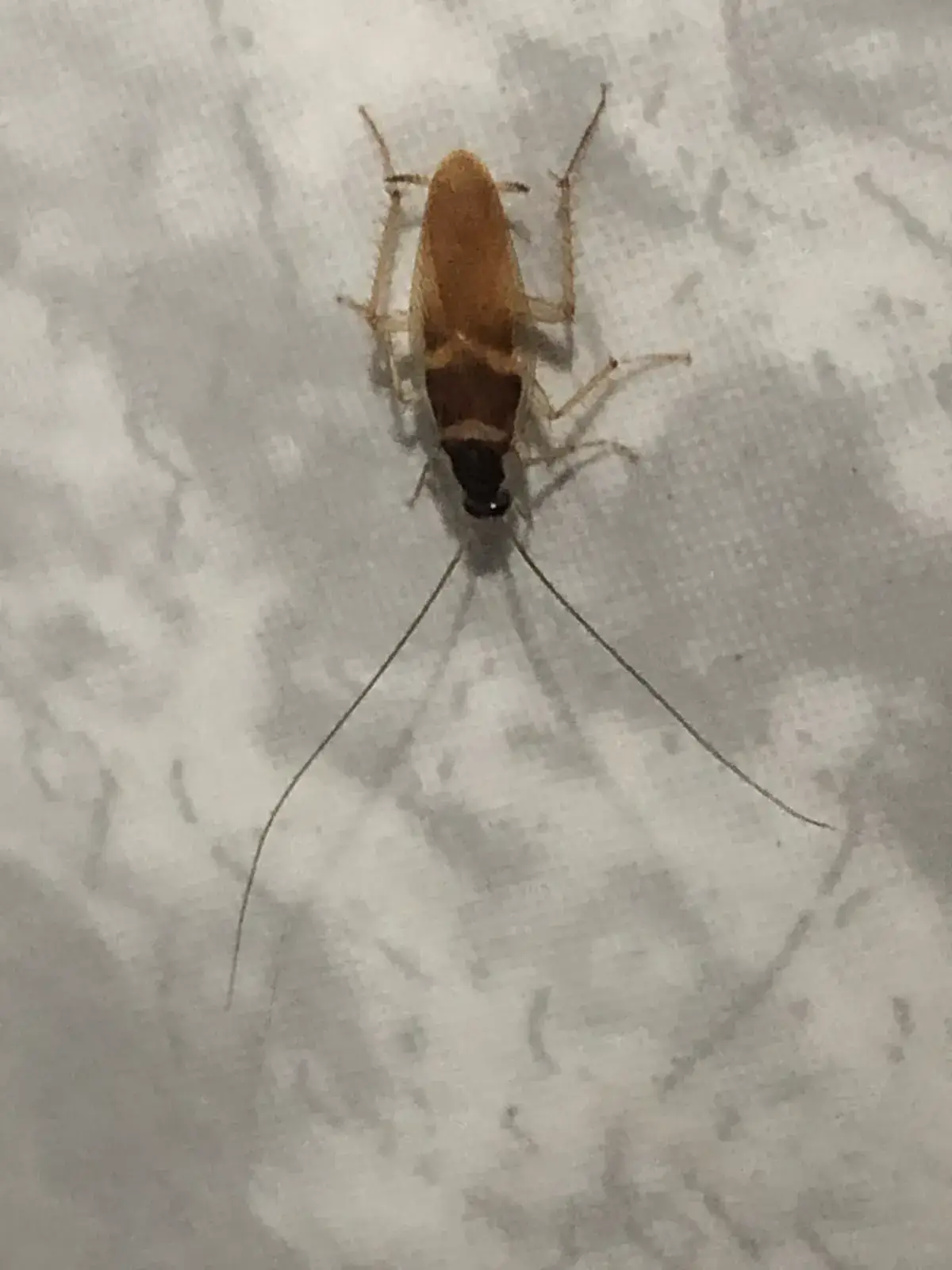Brown banded cockroach showing distinctive tan coloring