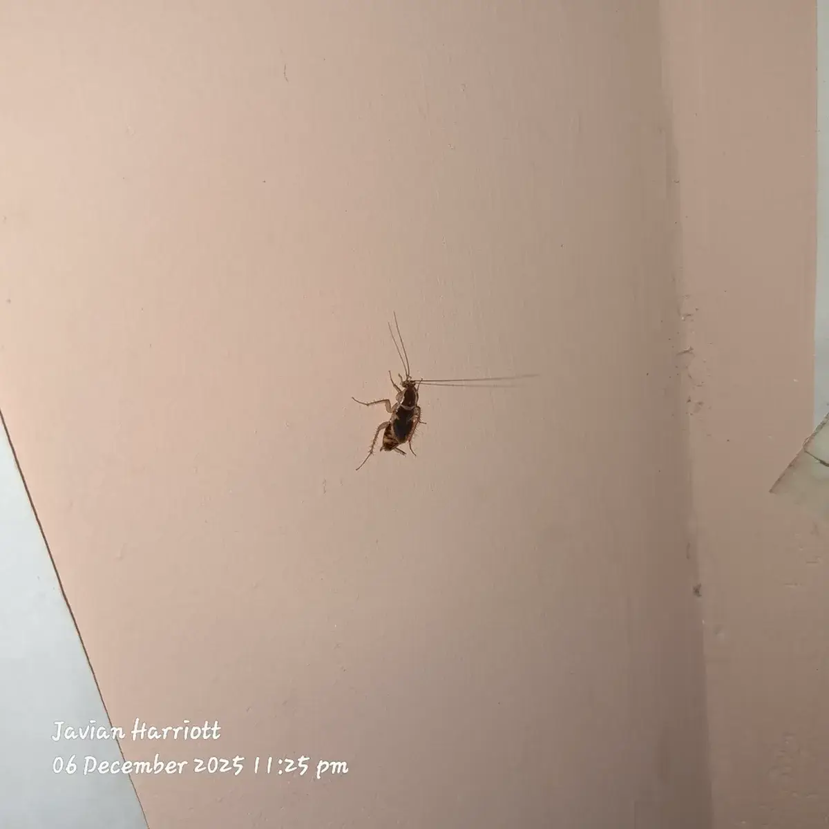 Brown banded cockroach on wall near ceiling