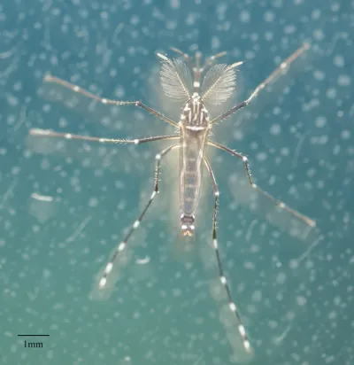 Top-down view of brown saltmarsh mosquito showing banded leg pattern and body structure