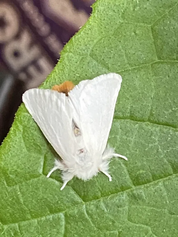 Adult browntail moth with white wings and distinctive reddish-brown tail tuft resting on a green leaf