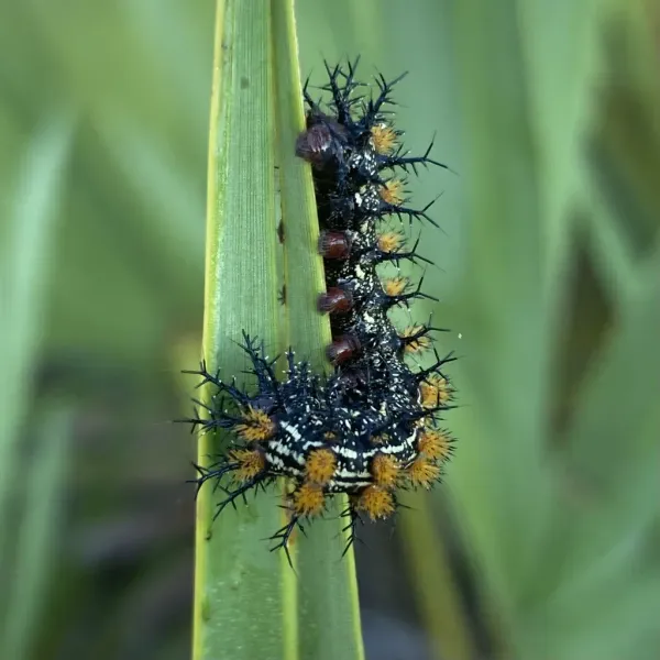 Close-up of a buck moth caterpillar on a green leaf showing dark body with branching venomous spines and orange-tipped tubercles