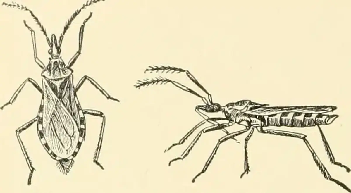 Two illustrated bugs side by side