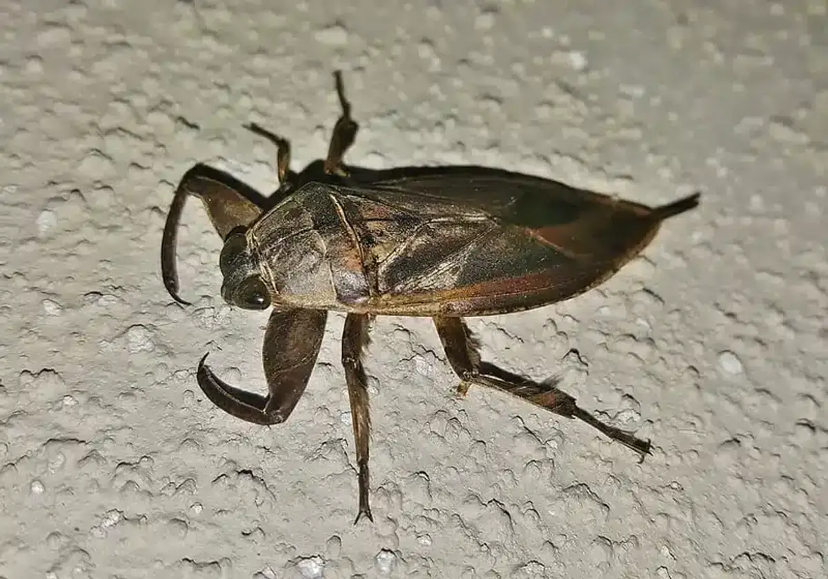 Dark cockroach on a textured wall surface showing typical indoor hiding behavior