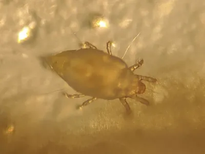 Magnified view of a bulb mite showing its oval whitish body and eight legs