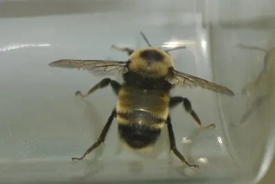 Bumble Bees