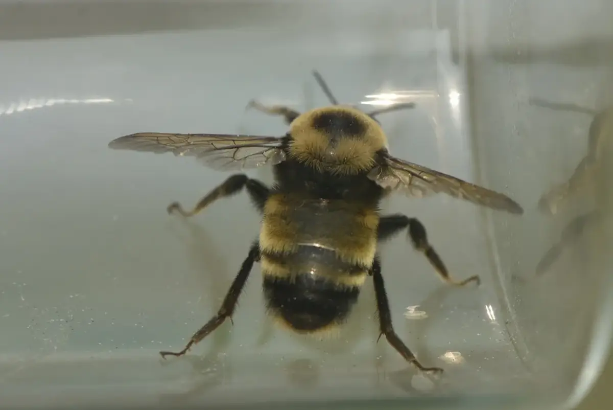Bumble bee with dense yellow and black hair covering its entire body including the abdomen