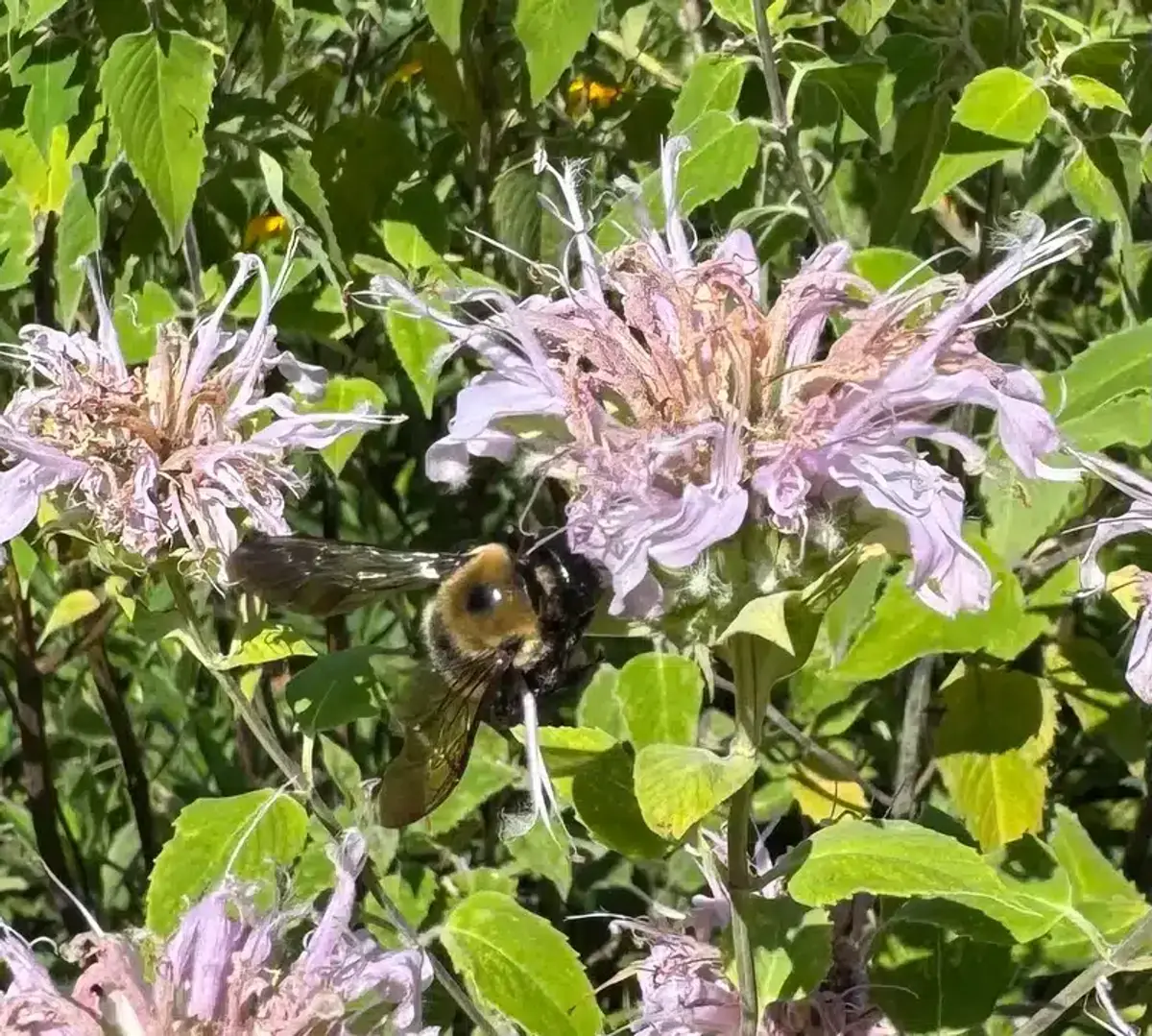 Bumble bee on lavender flower showing fuzzy body