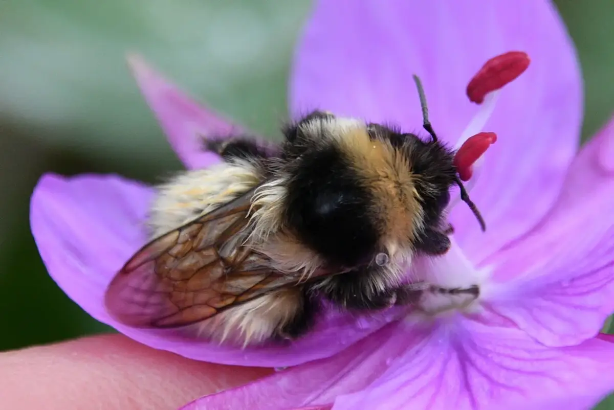 Fuzzy black and yellow bumble bee on a pink flower, hairy across the thorax and abdomen