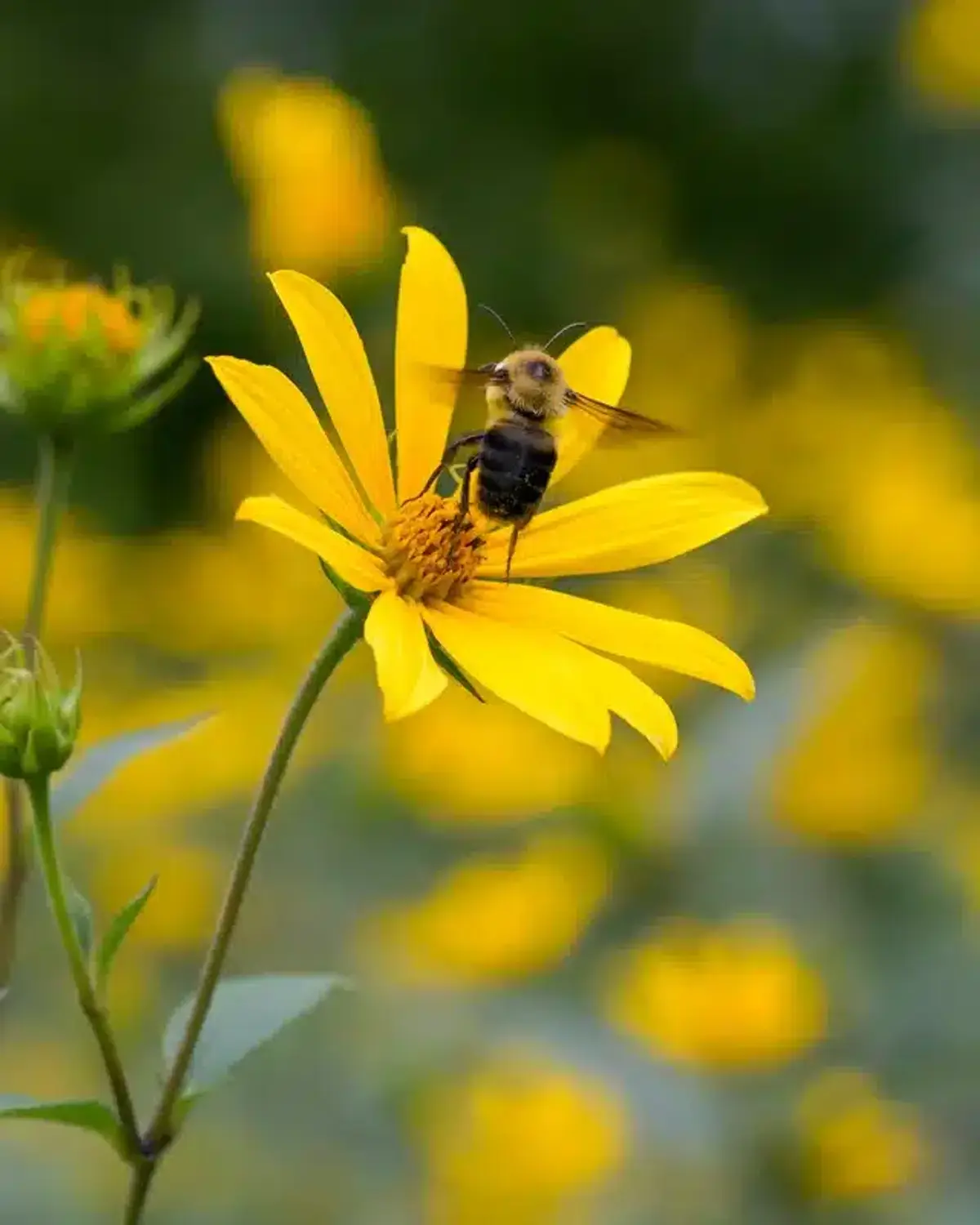 Bumblebee with spread wings on yellow flower