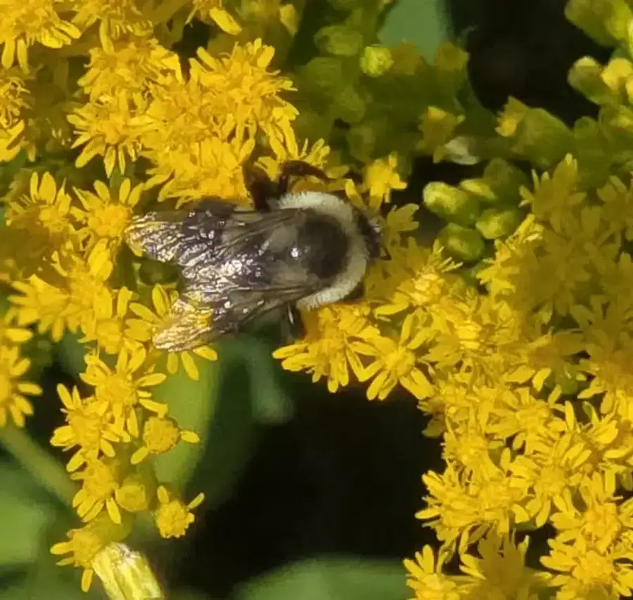 Bumble bee on yellow flowers with dense hair covering the whole abdomen