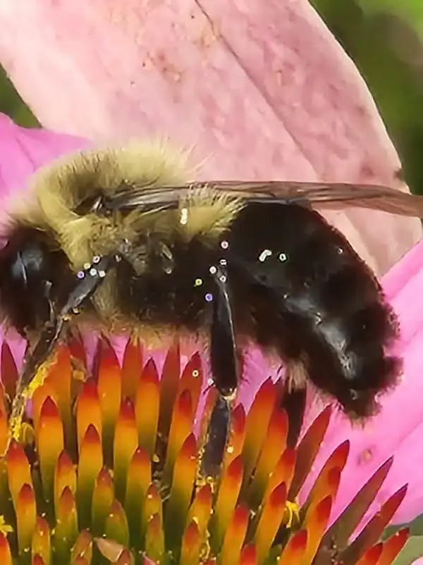 Bumblebee pollinating flower up close