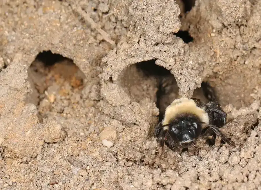 Bumblebee emerging from soil nest