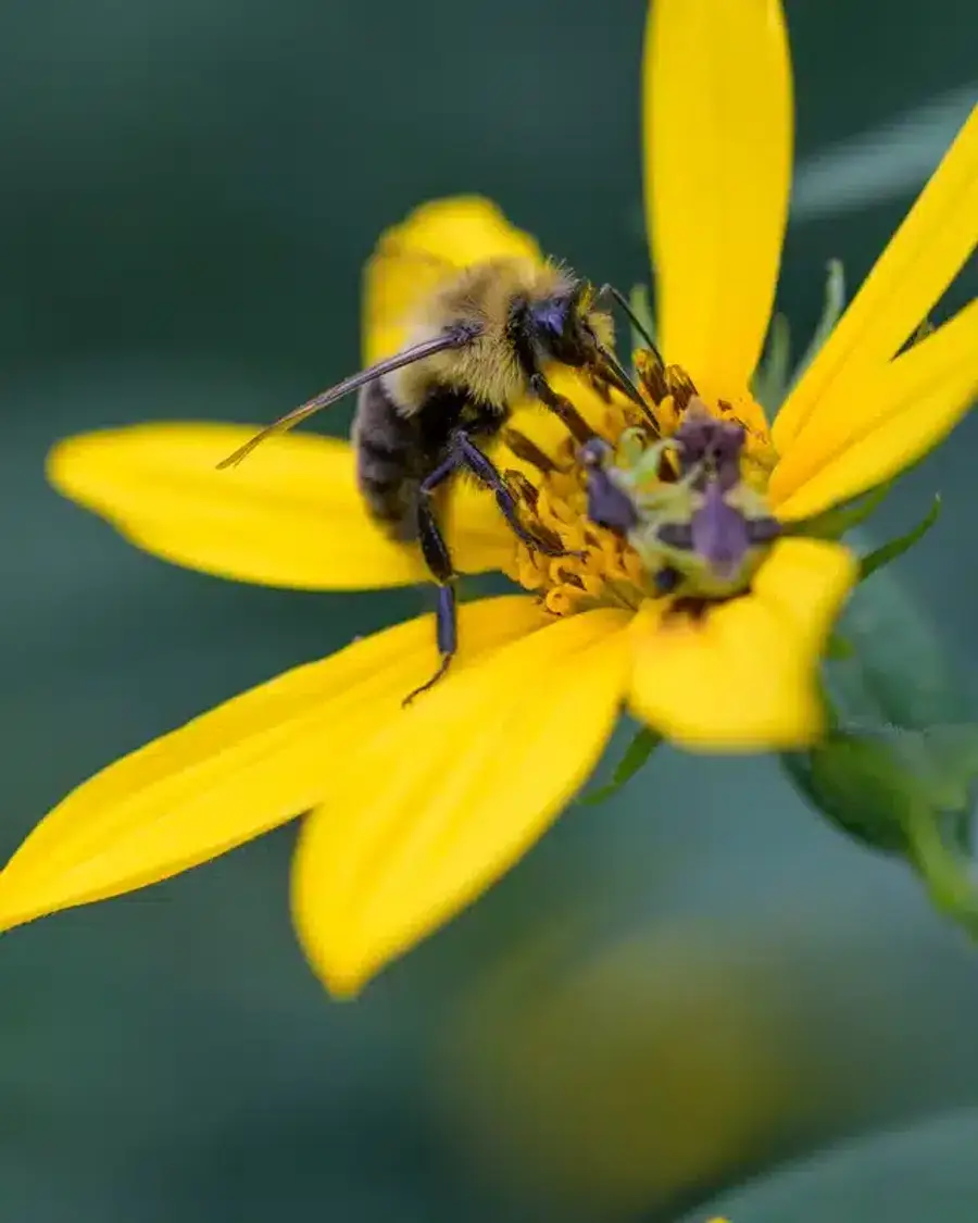 Bumblebee foraging on yellow flower showing round fuzzy body