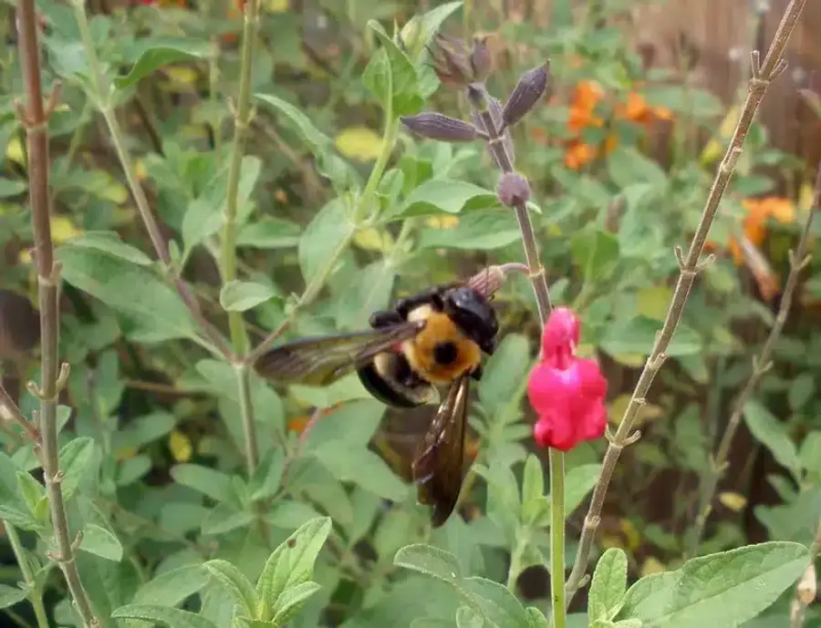 Bumblebee hovering over pink flower